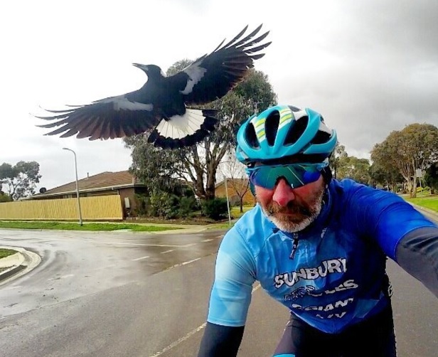 Na australské cyklisty mají spadeno straky 